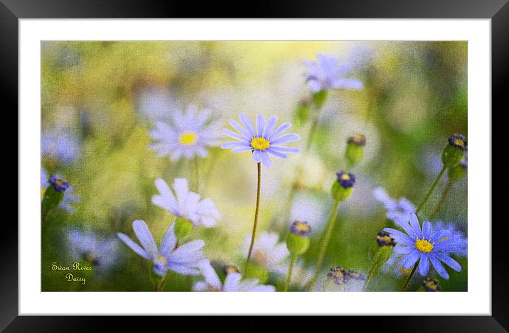 Swan River Daisy Framed Mounted Print by Fine art by Rina