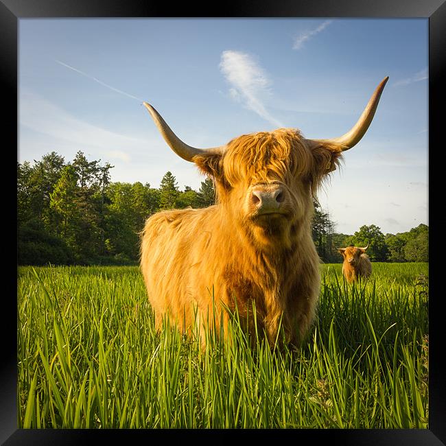 Highland Cow Framed Print by Simon Wrigglesworth
