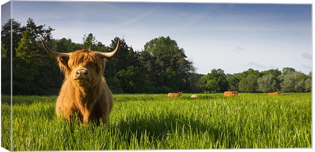 Highland Cows Canvas Print by Simon Wrigglesworth