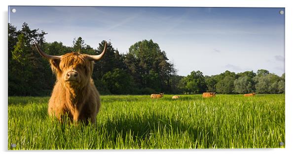 Highland Cows Acrylic by Simon Wrigglesworth