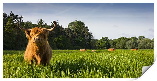 Highland Cows Print by Simon Wrigglesworth