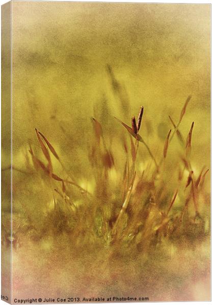 Mossy Canvas Print by Julie Coe