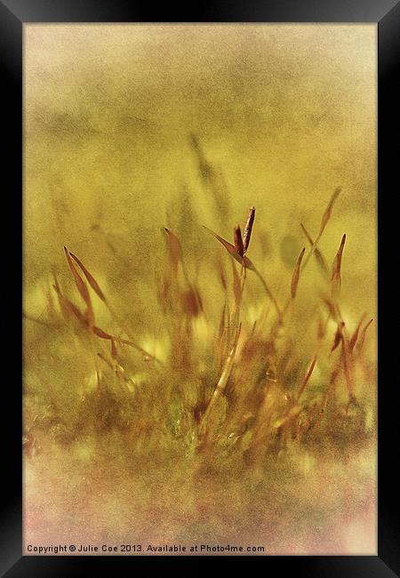 Mossy Framed Print by Julie Coe