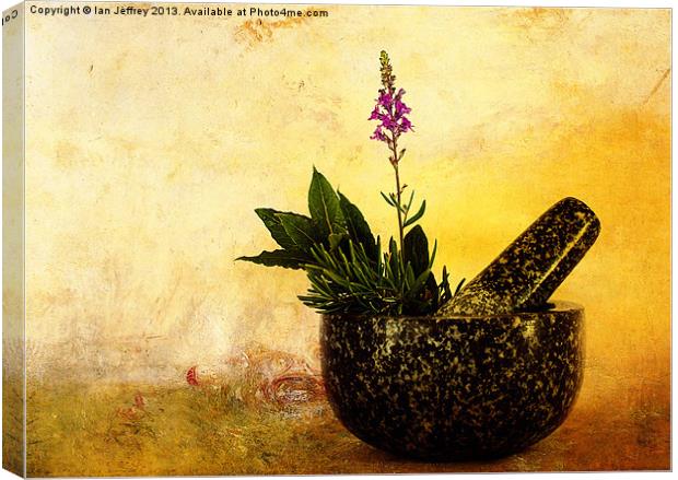 Herbs Canvas Print by Ian Jeffrey