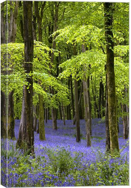 Bluebells at Hooke, Dorset Canvas Print by Colin Tracy