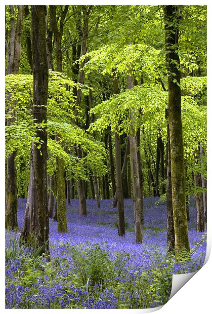 Bluebells at Hooke, Dorset Print by Colin Tracy