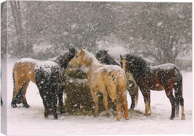 Horses in Snow Canvas Print by Colin Tracy