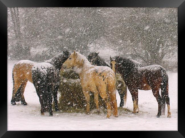 Horses in Snow Framed Print by Colin Tracy