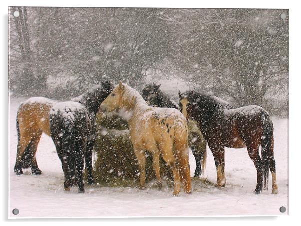 Horses in Snow Acrylic by Colin Tracy