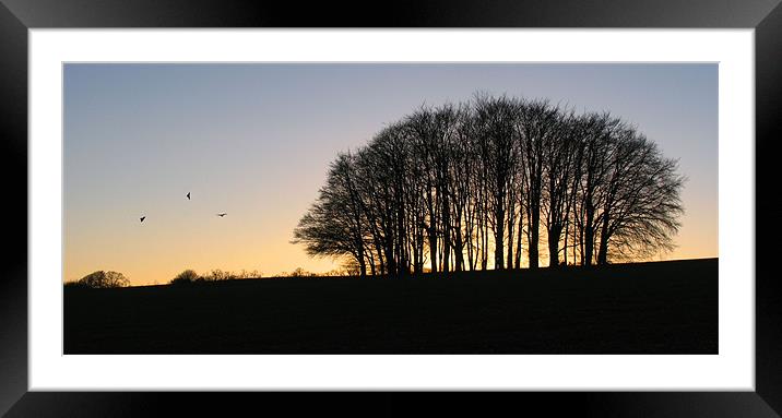 Stinsford Copse Framed Mounted Print by Colin Tracy