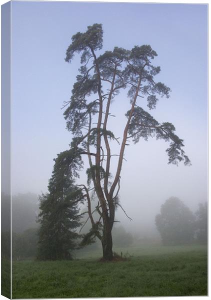 Pine Tree in the Mist Canvas Print by Colin Tracy