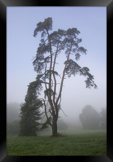 Pine Tree in the Mist Framed Print by Colin Tracy