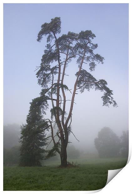 Pine Tree in the Mist Print by Colin Tracy