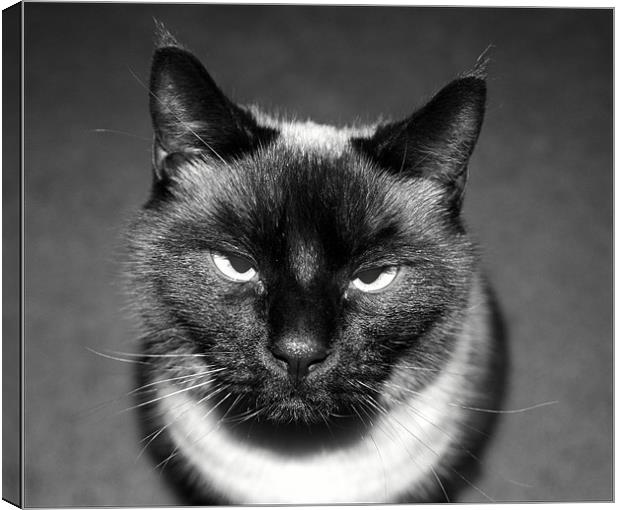 Angry Cat Canvas Print by Shara Burrows
