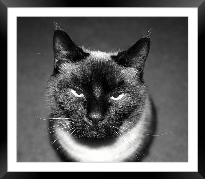 Angry Cat Framed Mounted Print by Shara Burrows