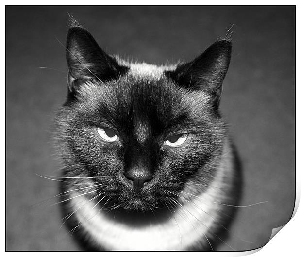 Angry Cat Print by Shara Burrows
