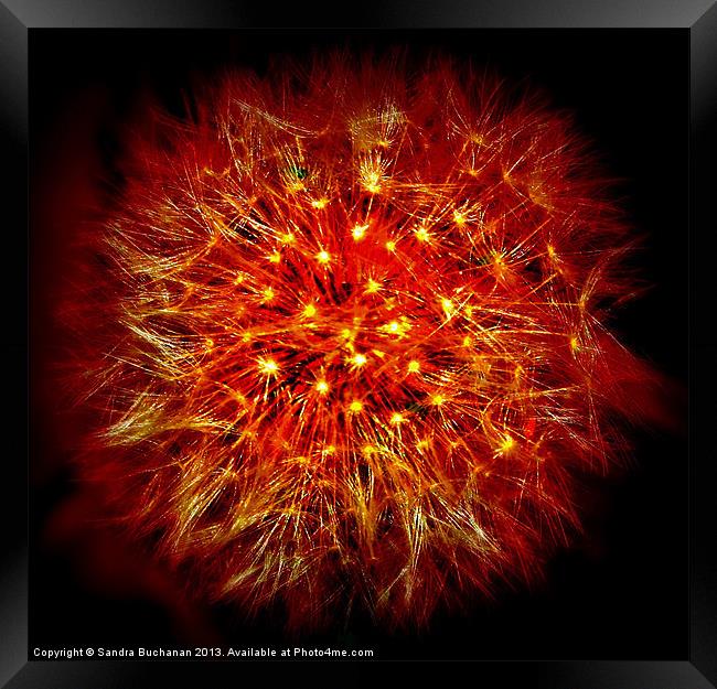 Dandelion Fireball Framed Print by Sandra Buchanan