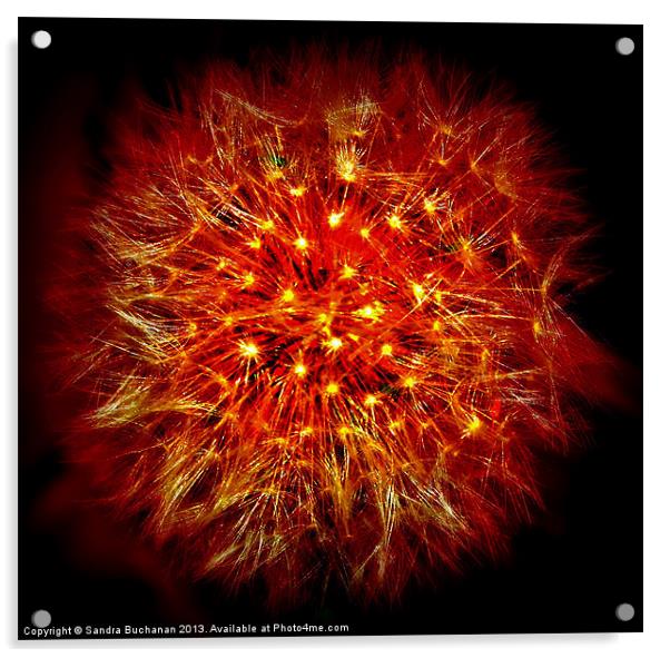 Dandelion Fireball Acrylic by Sandra Buchanan
