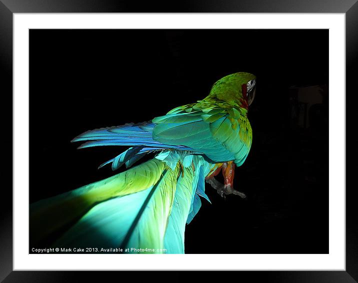 Jubilee macaw Framed Mounted Print by Mark Cake