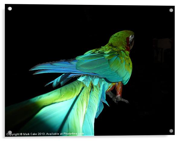 Jubilee macaw Acrylic by Mark Cake