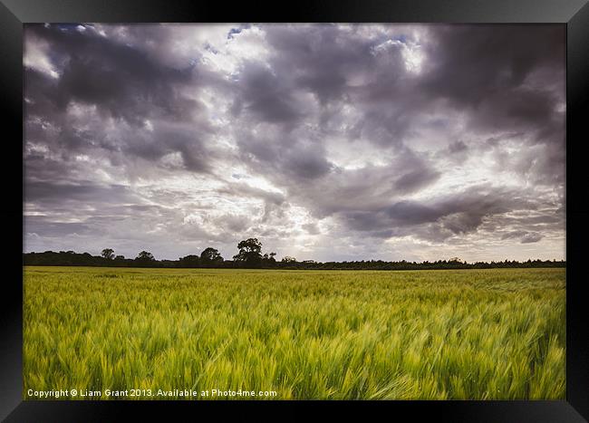 Dramatic stormy sky over barley field. Framed Print by Liam Grant