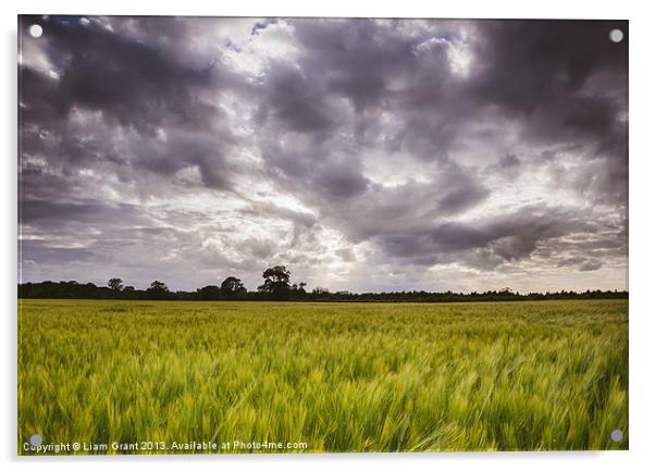 Dramatic stormy sky over barley field. Acrylic by Liam Grant