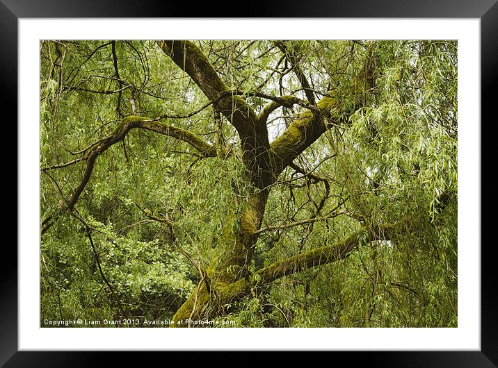 White Willow tree (Salix alba). Framed Mounted Print by Liam Grant