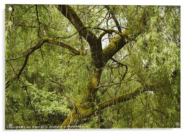White Willow tree (Salix alba). Acrylic by Liam Grant
