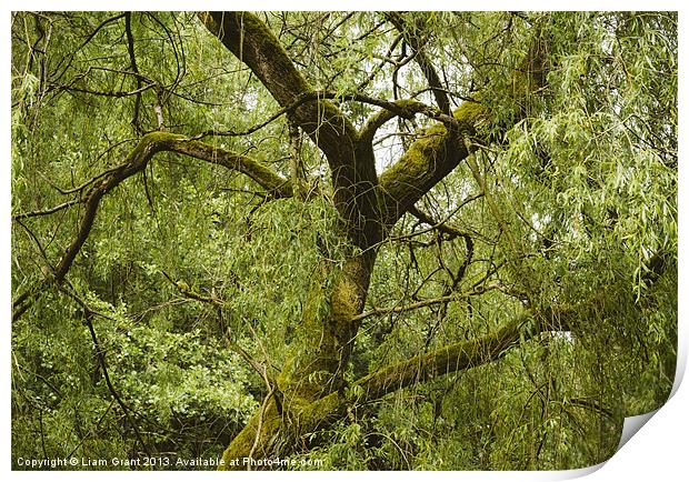 White Willow tree (Salix alba). Print by Liam Grant