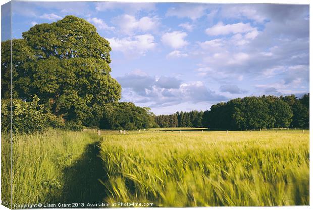 Barley field blowing in the breeze. Canvas Print by Liam Grant