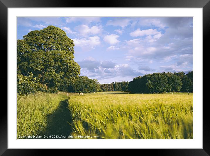Barley field blowing in the breeze. Framed Mounted Print by Liam Grant