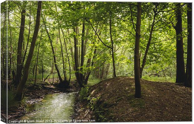 Small stream running through deciduous woodland. N Canvas Print by Liam Grant