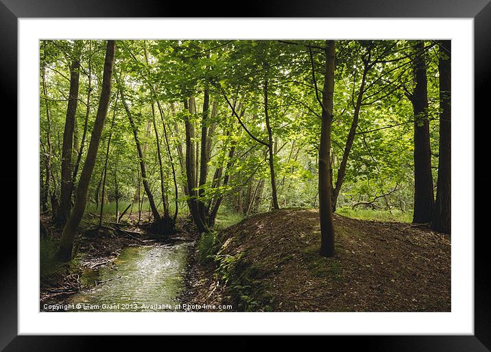 Small stream running through deciduous woodland. N Framed Mounted Print by Liam Grant