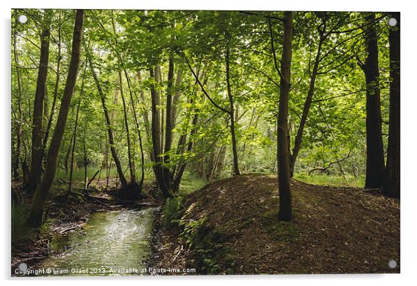 Small stream running through deciduous woodland. N Acrylic by Liam Grant