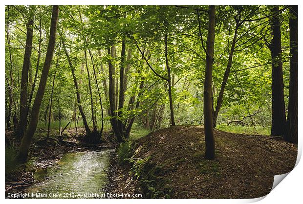Small stream running through deciduous woodland. N Print by Liam Grant