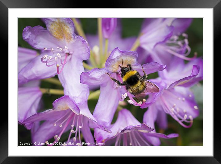 Bumblebee collecting pollen from a Rhododendron fl Framed Mounted Print by Liam Grant