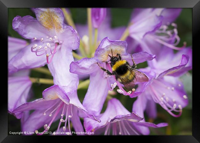 Bumblebee collecting pollen from a Rhododendron fl Framed Print by Liam Grant