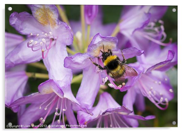 Bumblebee collecting pollen from a Rhododendron fl Acrylic by Liam Grant