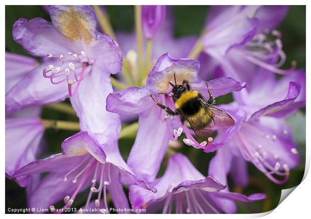 Bumblebee collecting pollen from a Rhododendron fl Print by Liam Grant