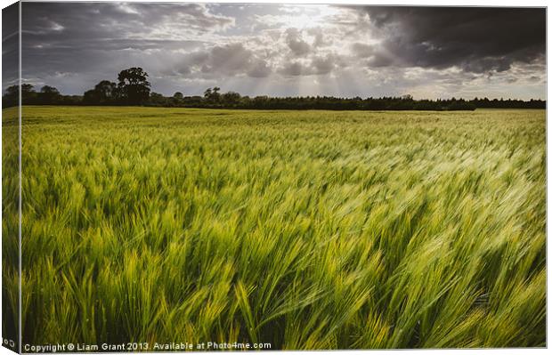 Dramatic stormy sky over barley field. Canvas Print by Liam Grant