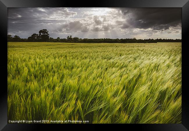 Dramatic stormy sky over barley field. Framed Print by Liam Grant