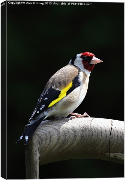 Goldfinch Canvas Print by RSRD Images 