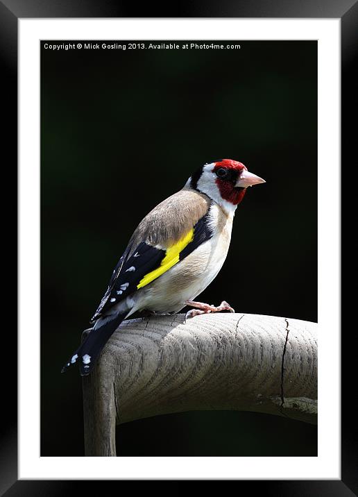 Goldfinch Framed Mounted Print by RSRD Images 