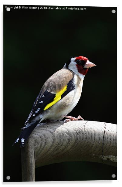 Goldfinch Acrylic by RSRD Images 