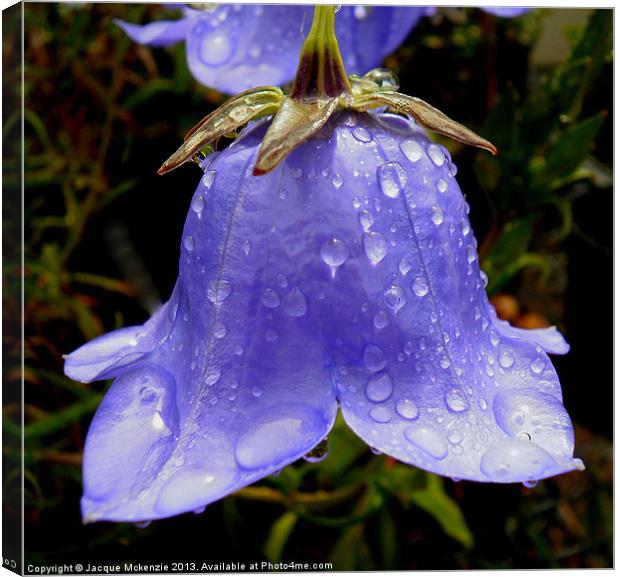 BELL FLOWER CAMPANULA Canvas Print by Jacque Mckenzie