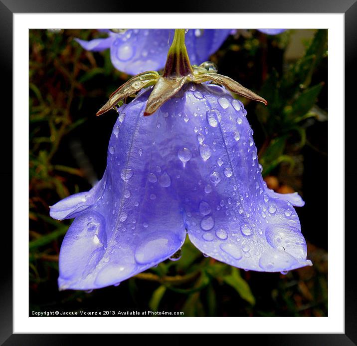 BELL FLOWER CAMPANULA Framed Mounted Print by Jacque Mckenzie