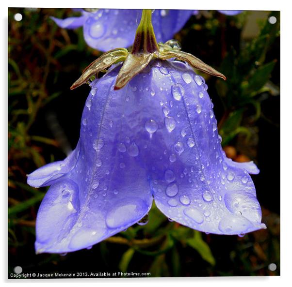 BELL FLOWER CAMPANULA Acrylic by Jacque Mckenzie