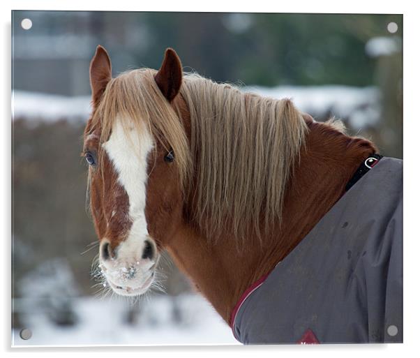 cold horse Acrylic by Gordon Bishop