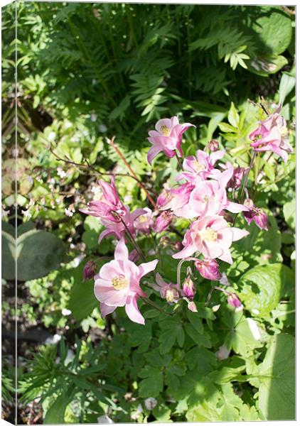 Pink Aquilegias Canvas Print by Peter Le Page