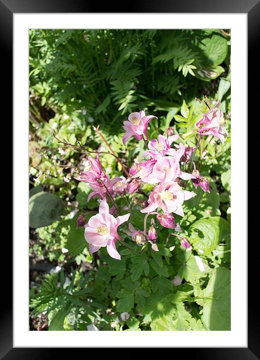 Pink Aquilegias Framed Mounted Print by Peter Le Page
